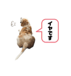 ビーグルファミリー（個別スタンプ：18）