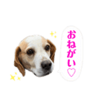 ビーグルファミリー（個別スタンプ：20）