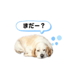 ビーグルファミリー（個別スタンプ：22）