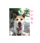 sakurasta（個別スタンプ：1）