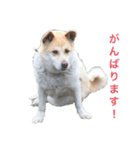 sakurasta（個別スタンプ：4）