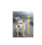sakurasta（個別スタンプ：7）