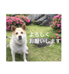 sakurasta（個別スタンプ：8）