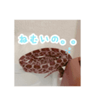 コーンスネークのマロンとセラフ（個別スタンプ：2）