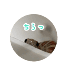コーンスネークのマロンとセラフ（個別スタンプ：4）