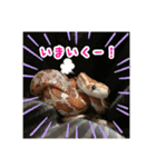 コーンスネークのマロンとセラフ（個別スタンプ：5）