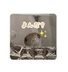 コーンスネークのマロンとセラフ（個別スタンプ：6）