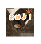 コーンスネークのマロンとセラフ（個別スタンプ：9）
