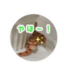 コーンスネークのマロンとセラフ（個別スタンプ：11）
