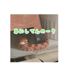 コーンスネークのマロンとセラフ（個別スタンプ：12）