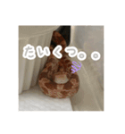 コーンスネークのマロンとセラフ（個別スタンプ：13）