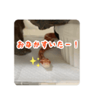 コーンスネークのマロンとセラフ（個別スタンプ：15）