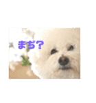 ビションフリーゼのむうたろう（個別スタンプ：5）