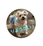 くるたん♡（ヨークシャテリア）（個別スタンプ：4）