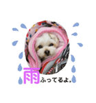 くるたん♡（ヨークシャテリア）（個別スタンプ：7）
