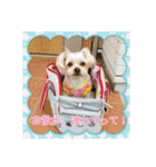 くるたん♡（ヨークシャテリア）（個別スタンプ：10）