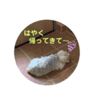 くるたん♡（ヨークシャテリア）（個別スタンプ：11）
