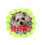 くるたん♡（ヨークシャテリア）（個別スタンプ：19）