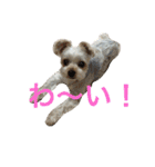 くるたん♡（ヨークシャテリア）（個別スタンプ：22）