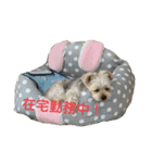 くるたん♡（ヨークシャテリア）（個別スタンプ：28）