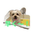 くるたん♡（ヨークシャテリア）（個別スタンプ：29）