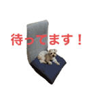 くるたん♡（ヨークシャテリア）（個別スタンプ：30）