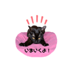ボクちゃんステッカー（個別スタンプ：5）