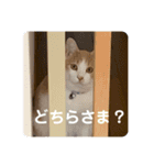 Kaffy＆Chai_20200621172145（個別スタンプ：4）