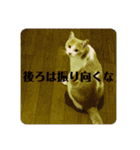 Kaffy＆Chai_20200621172145（個別スタンプ：8）