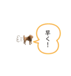 マロンの使えるスタンプ（個別スタンプ：20）
