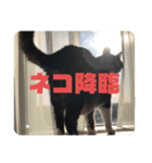 我が家のちょこくん2（個別スタンプ：1）