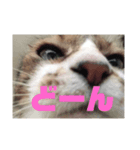 我が家のちょこくん2（個別スタンプ：5）
