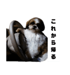 ラブリー アラン2（個別スタンプ：21）