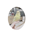 インコが吹き替えてみた心の声スタンプ（個別スタンプ：2）