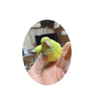インコが吹き替えてみた心の声スタンプ（個別スタンプ：3）