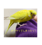 インコが吹き替えてみた心の声スタンプ（個別スタンプ：4）