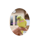 インコが吹き替えてみた心の声スタンプ（個別スタンプ：5）