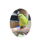 インコが吹き替えてみた心の声スタンプ（個別スタンプ：6）