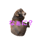 もみじあおいスタンプ（個別スタンプ：2）