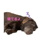 もみじあおいスタンプ（個別スタンプ：15）