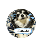 チワワのハイジ（個別スタンプ：4）