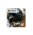 チワワのハイジ（個別スタンプ：8）