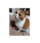 モコたま麦（個別スタンプ：5）