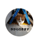 モコたま麦（個別スタンプ：6）