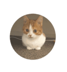 モコたま麦（個別スタンプ：21）