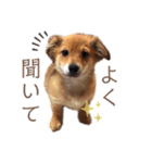 ポメックスかいくんスタンプ（個別スタンプ：26）