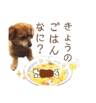 ポメックスかいくんスタンプ（個別スタンプ：28）