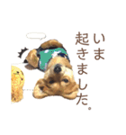 ポメックスかいくんスタンプ（個別スタンプ：30）