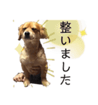 ポメックスかいくんスタンプ（個別スタンプ：35）
