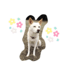 チャッピーさま(わんこ)（個別スタンプ：35）